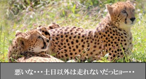 safari6