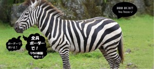 safari7
